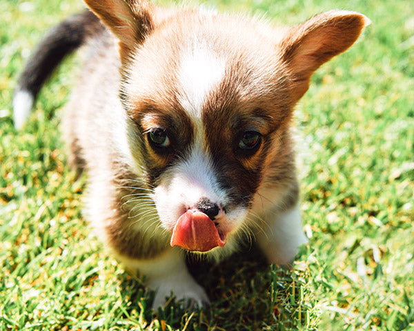 Photo to avoid: a puppy photographed at an angle with the neck and ears not visible