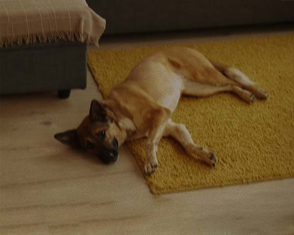 Photo to avoid: a dog lying down, photographed from far away in low light