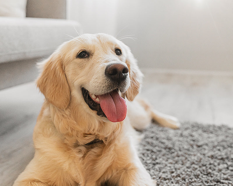 Good example photo: a dog close up, at eye level, with soft even lighting